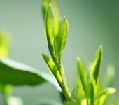 在杭州，獅峰龍井多少錢一斤？